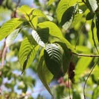 Mussaenda philippica A.Rich.